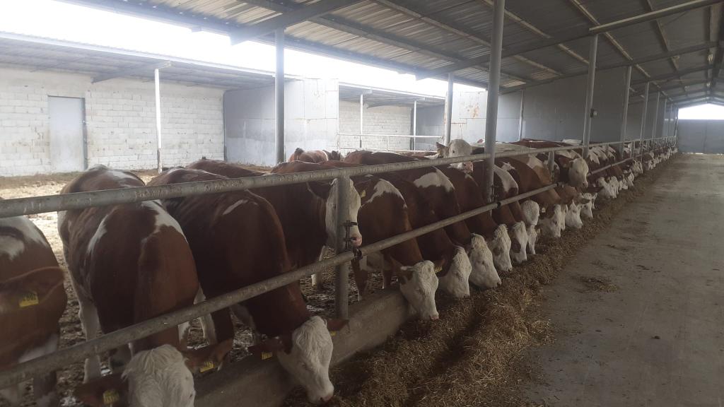 Ag Assist - Kemal Cay