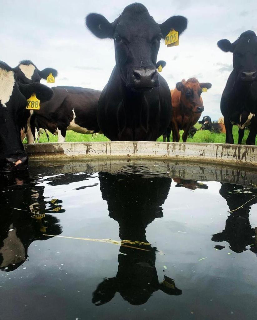 Herd Manager job ( Fixed term )