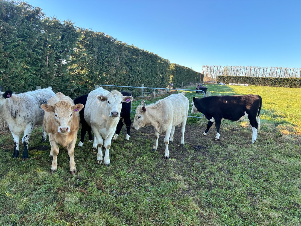 6 x R1 beef cross
