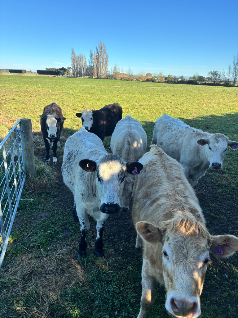 Ag Assist - 6 x R1 beef cross