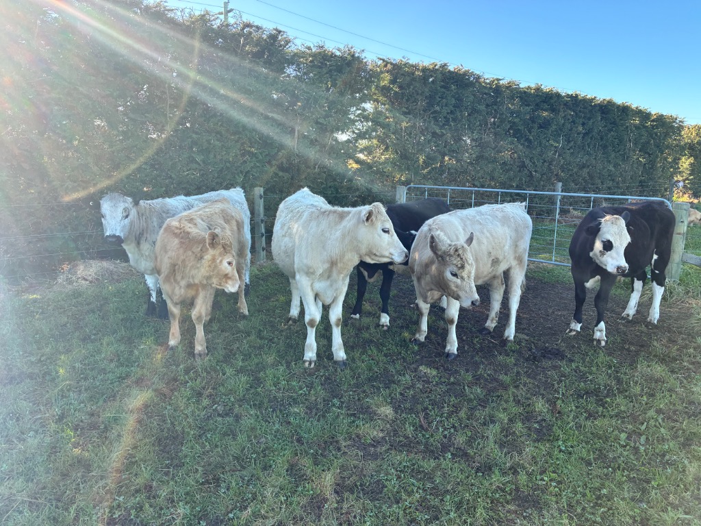 Ag Assist - 6 x R1 beef cross