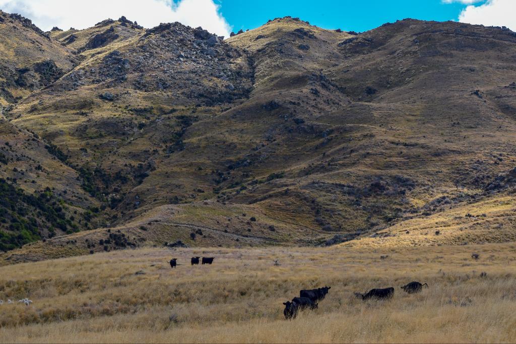 Ag Assist - Shepherd General - Puketoi