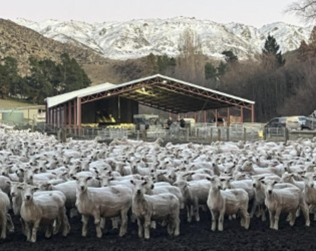 Shepherd General - Puketoi