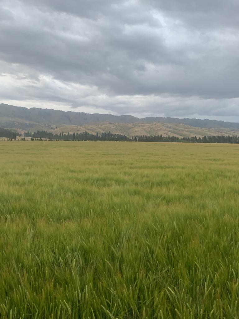 Ag Assist - Shepherd General - Puketoi