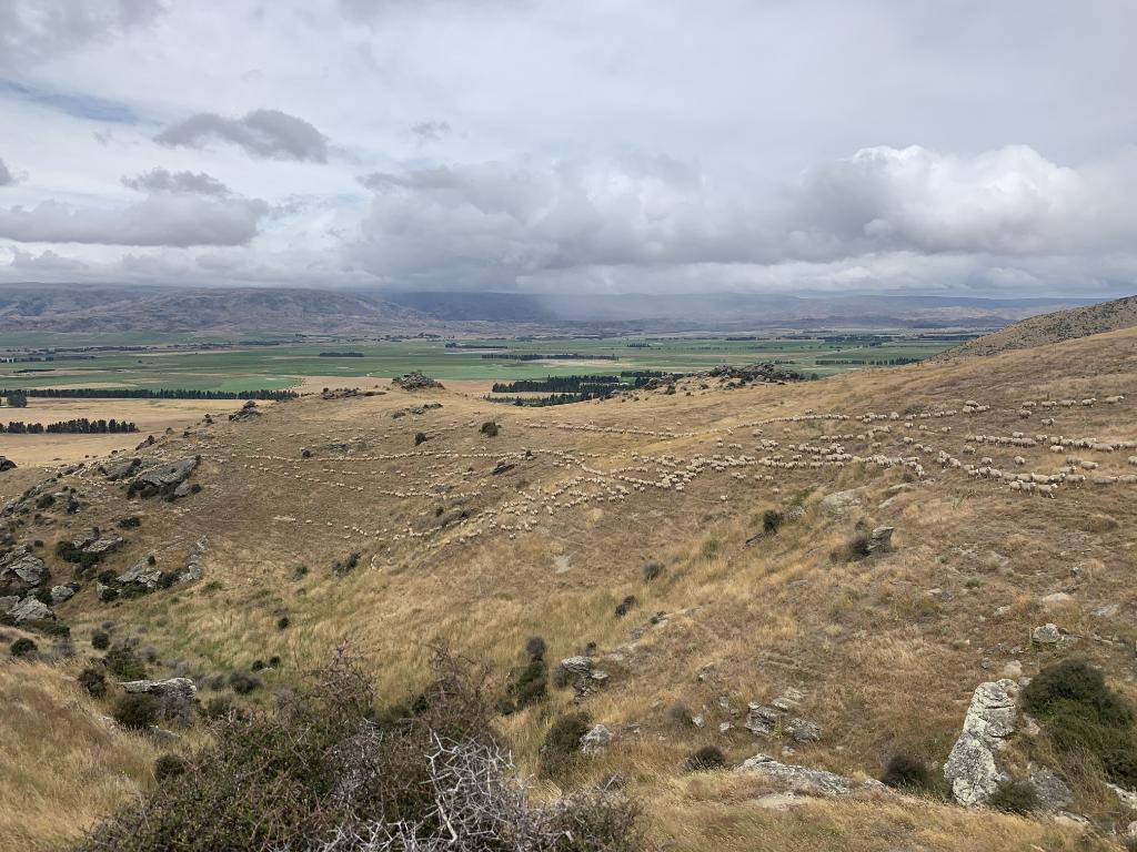 Ag Assist - Shepherd General - Puketoi