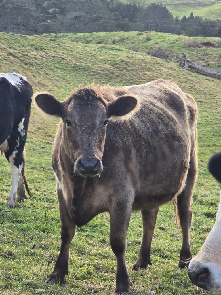 Murray Grey cow plus calf also incalf