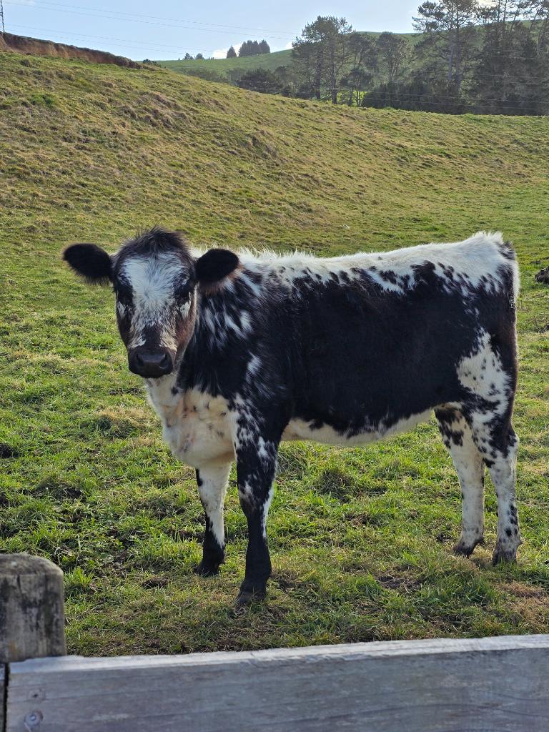 Ag Assist - Murray Grey cow plus calf also incalf