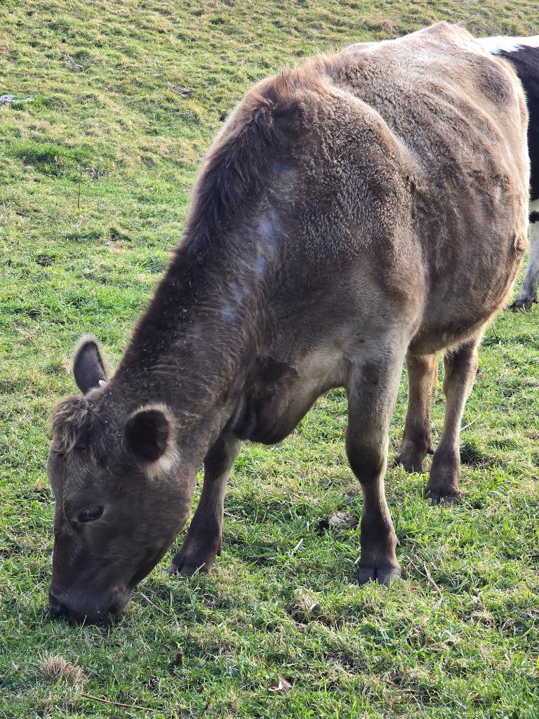 Ag Assist - Murray Grey cow plus calf also incalf