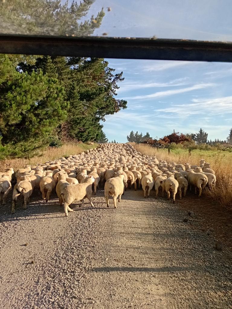 Ag Assist - Anna Peddie