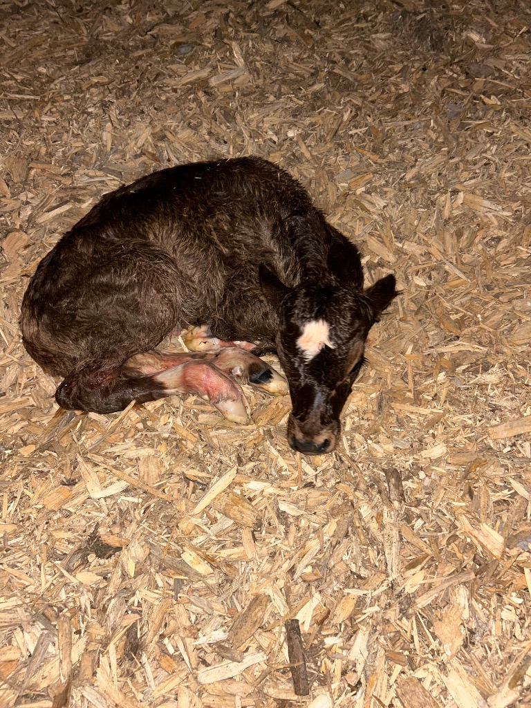 X2 Calf Rearer required from August - November