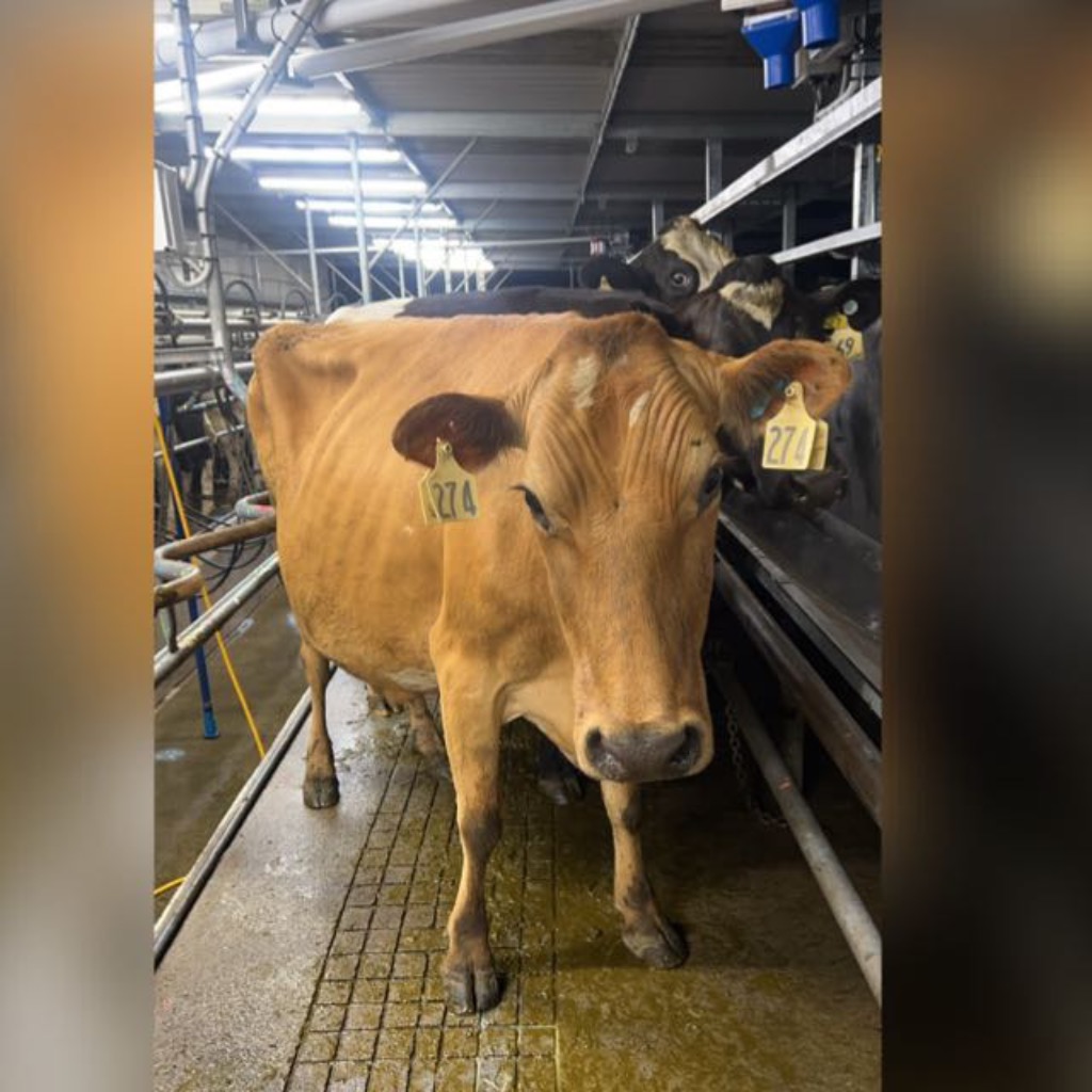 Relief milker / farm hand