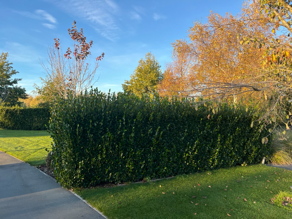 Wanted: Hedge trimming needed on Lifestyle block