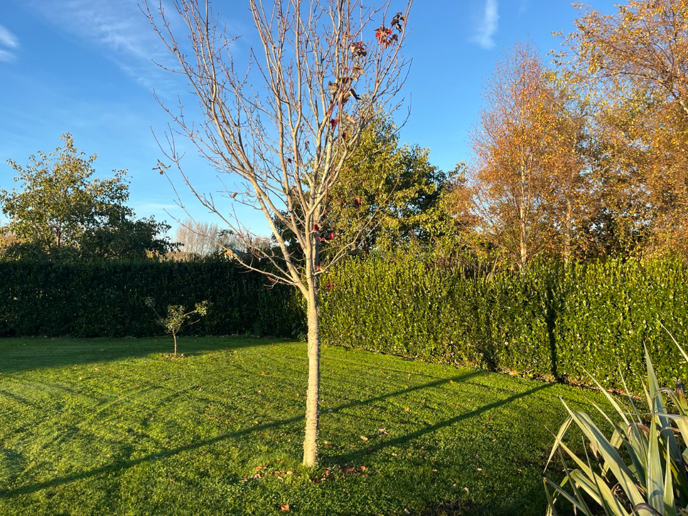 Ag Assist - Wanted: Hedge trimming needed on Lifestyle block