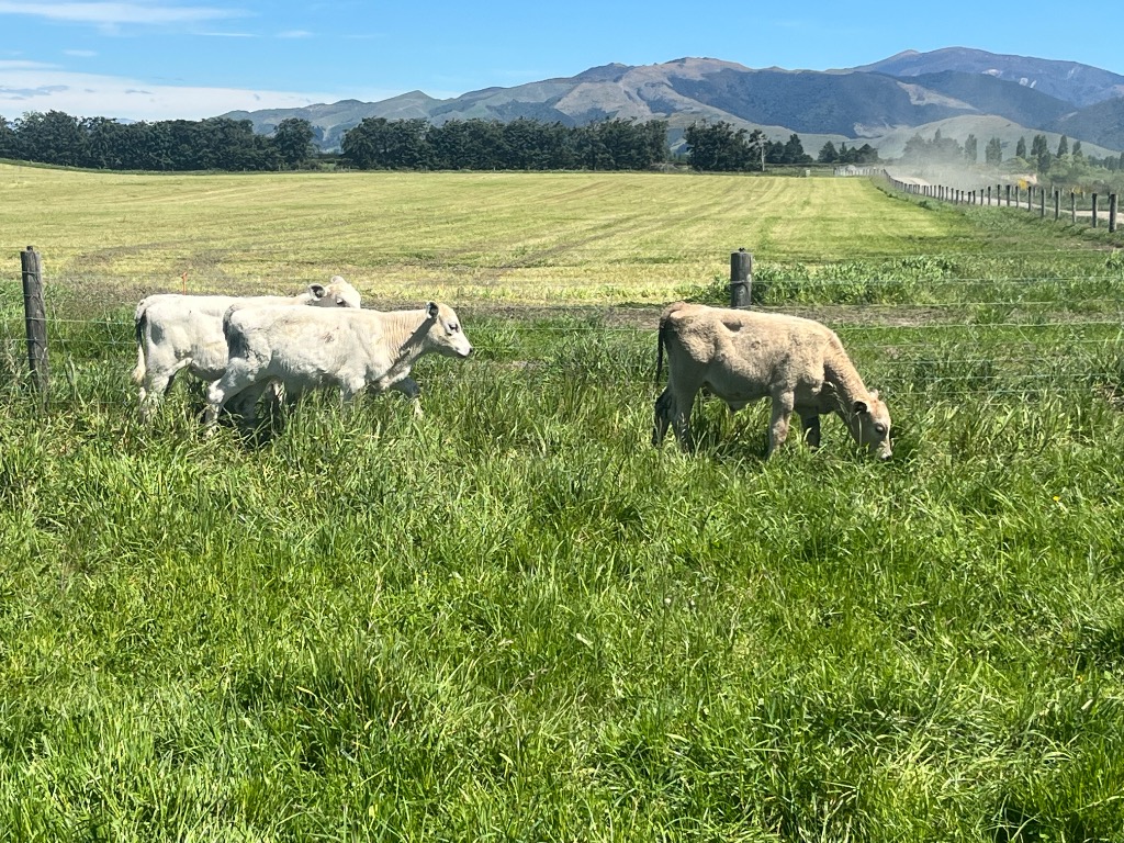 Charolais x dairy steers