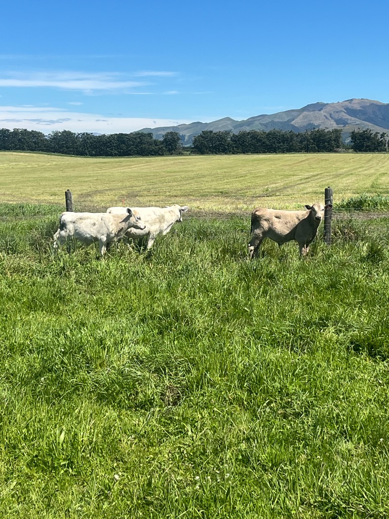Ag Assist - Charolais x dairy steers