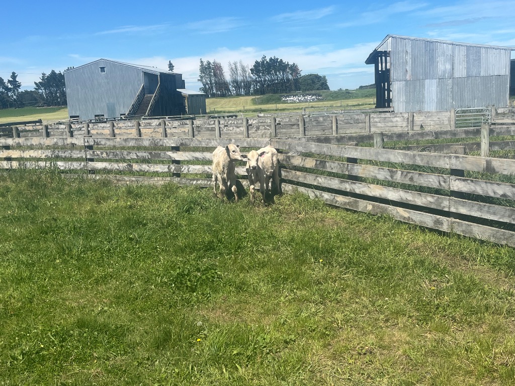Ag Assist - Charolais x dairy steers