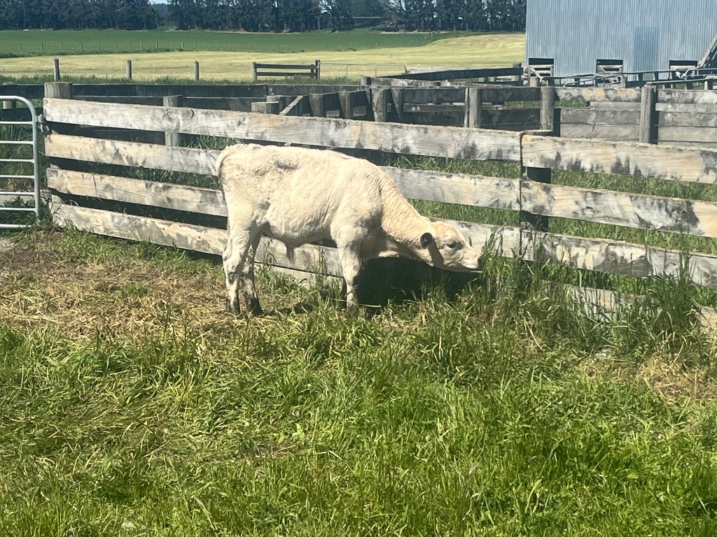 Ag Assist - Charolais x dairy steers