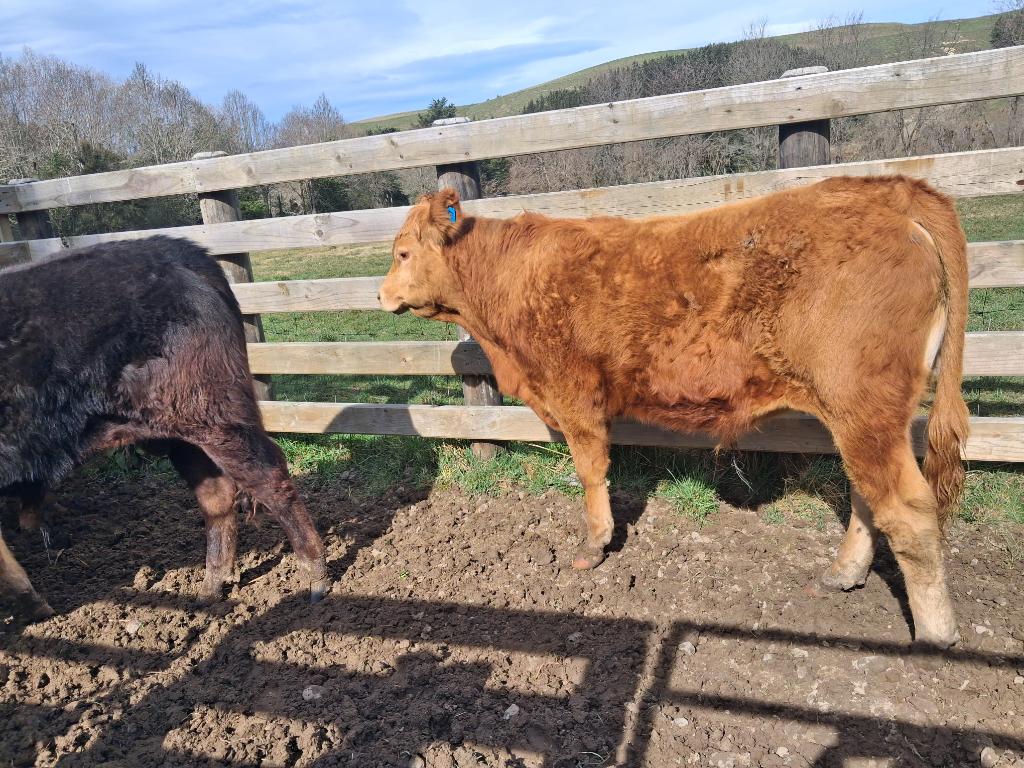 Pure breed Limousin R2. Bulls