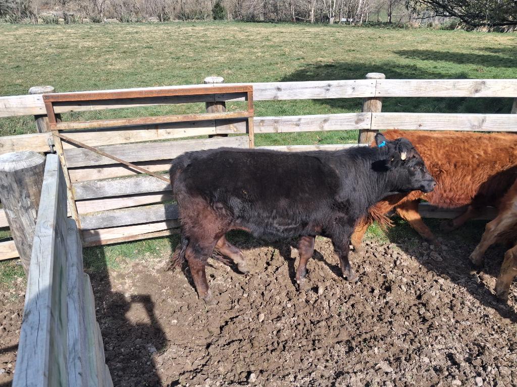 Ag Assist - Pure breed Limousin R2. Bulls