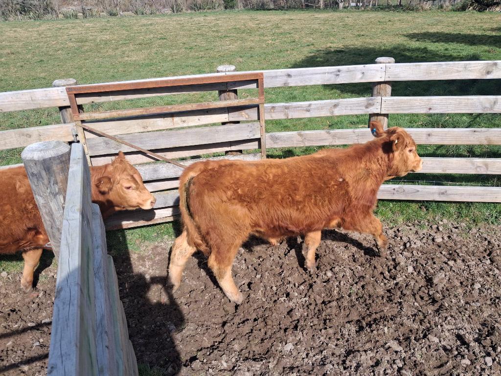 Ag Assist - Pure breed Limousin R2. Bulls
