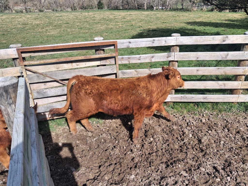 Ag Assist - Pure breed Limousin R2. Bulls