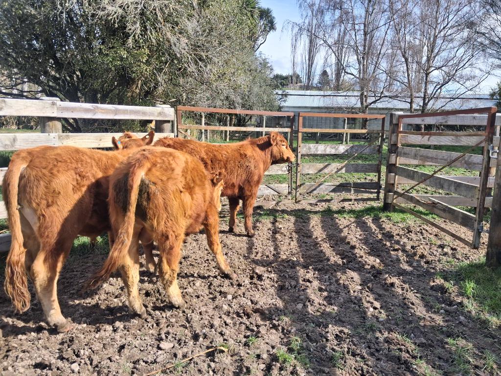 Ag Assist - Pure breed Limousin R2. Bulls