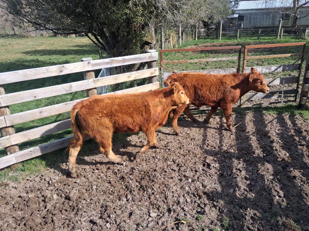 Ag Assist - Pure breed Limousin R2. Bulls