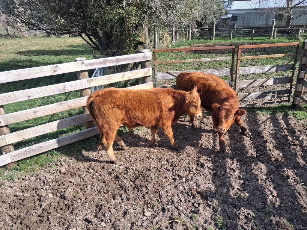 Ag Assist - Pure breed Limousin R2. Bulls