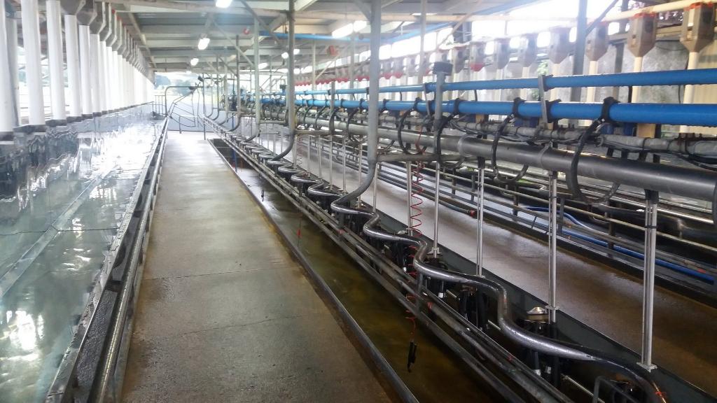 Relief Milker Assistant Wanted – Ballance (Tararua)