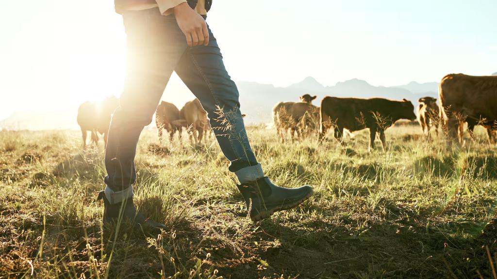 Farms Manager - Longburn. 12 month fixed term contract