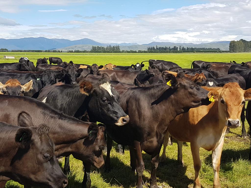 Urgent relief milker/ farm hand