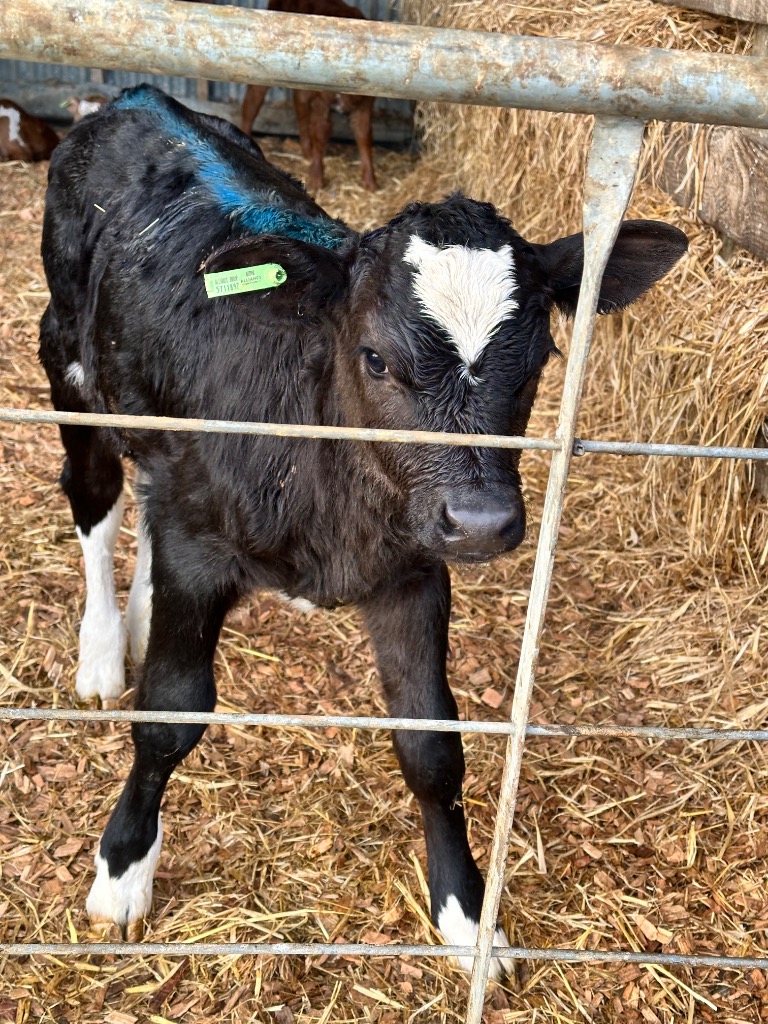 Fresian Bull X  calf