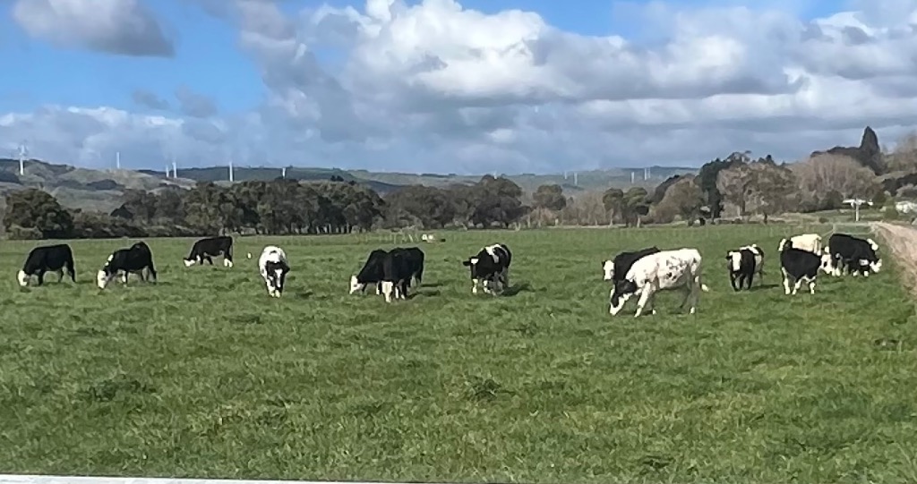 Ag Assist - Dairy farm work/ 2ic