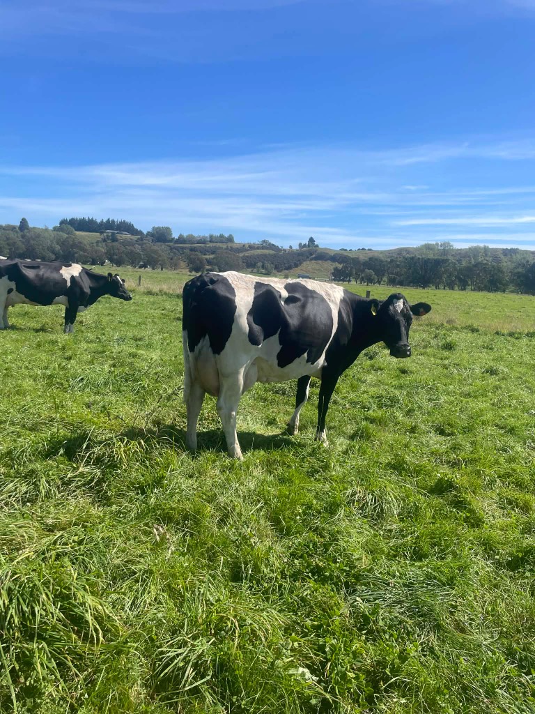 Dairy farm work/ 2ic