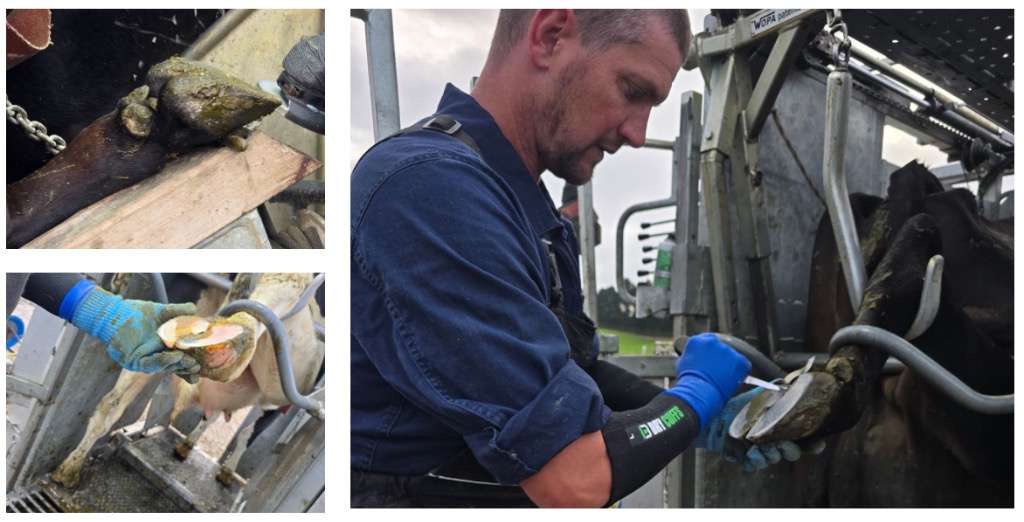 Seeds Hoof Trimming Ltd Professional Service