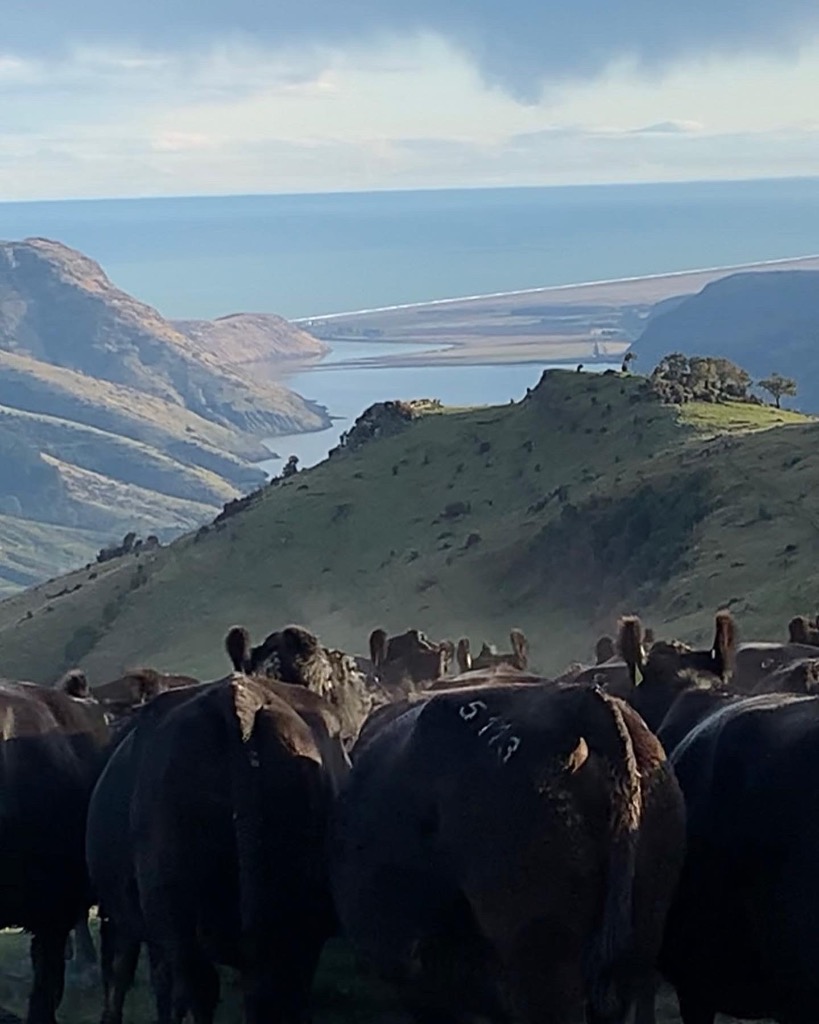 Shepherd Banks Peninsula