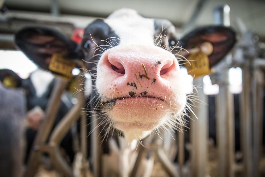 Dairy farm work