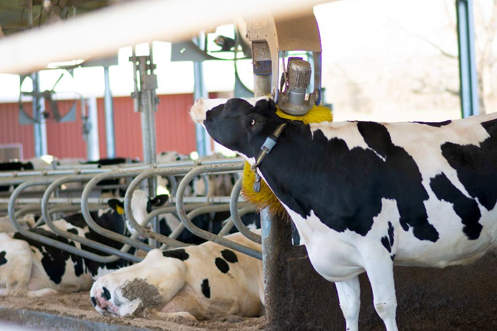 Ag Assist - Dairy farm work