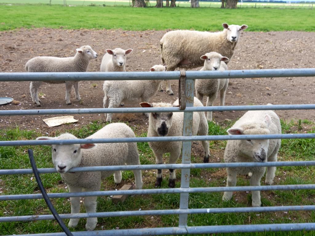 Lambing Worker Wanted