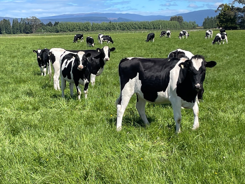 Ag Assist - Measured Livestock