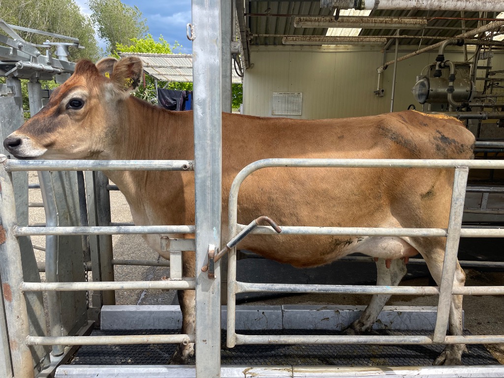 Ag Assist - Measured Livestock