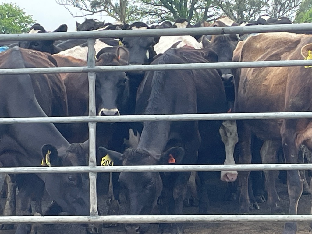 Ag Assist - Measured Livestock