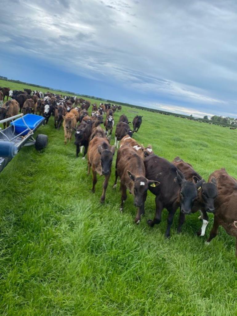 Ag Assist - Sharma Connolly