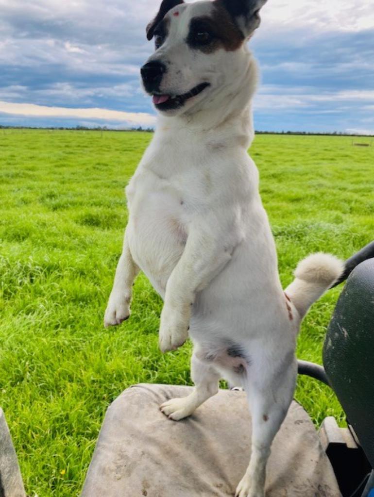 Ag Assist - Sharma Connolly