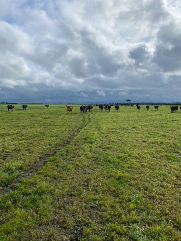 Ag Assist - Sharma Connolly