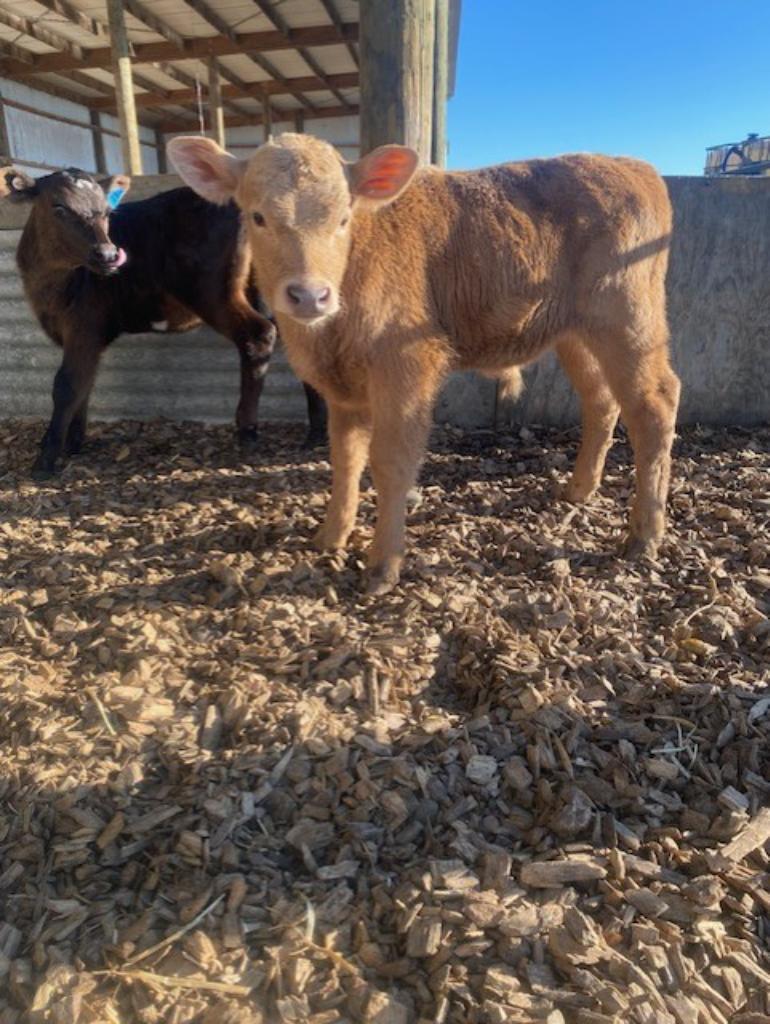 Ag Assist - Sharma Connolly