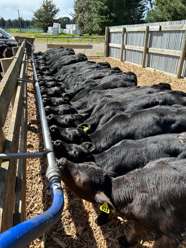 Ag Assist - Piper Wilson