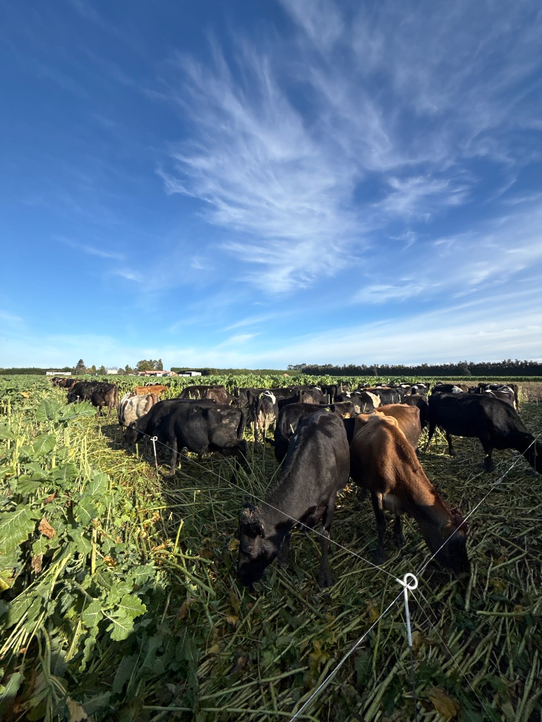 Ag Assist - Dairy Farm Assistant – Grow Your Career in Dairy