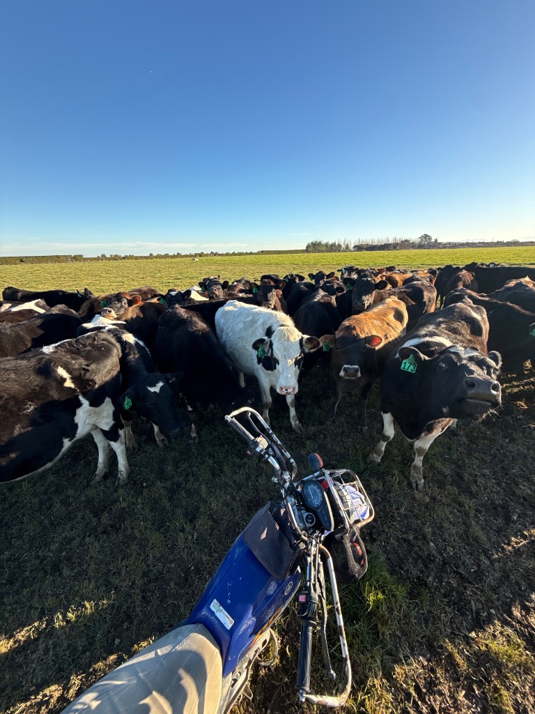 Dairy Farm Assistant – Grow Your Career in Dairy