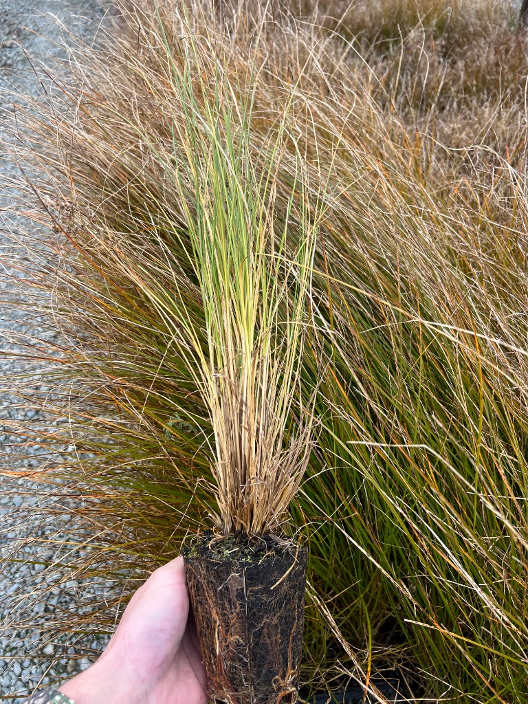 Carex secta wet land planting